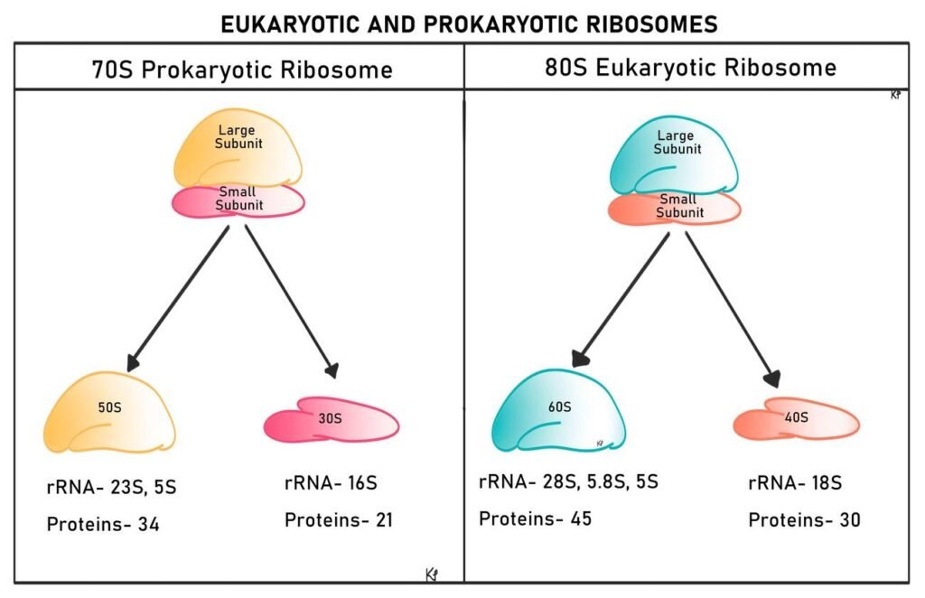 Ribosomes sub units