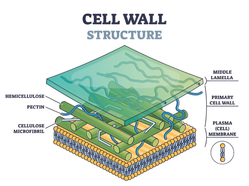 Cell wall