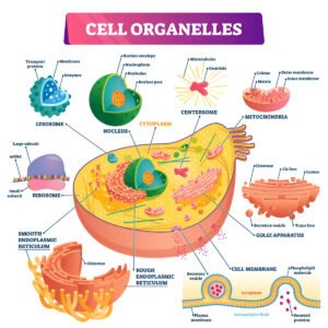 Cell organelles and their functions pdf