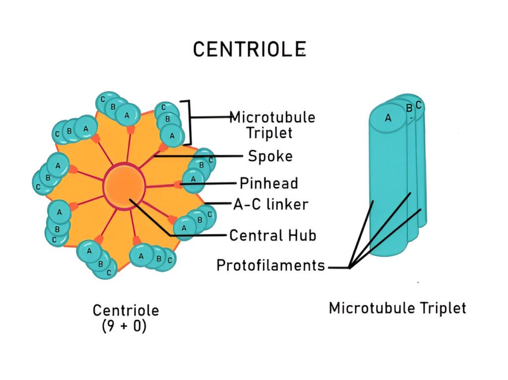 Difference between centrosome and centromere