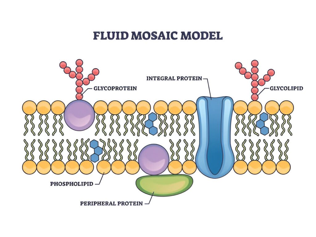 Fluid mosaic model