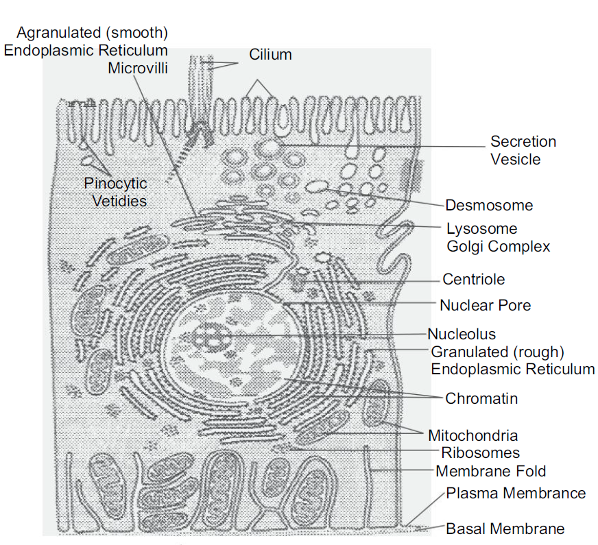 Protoplasm