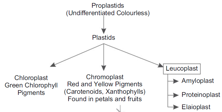 Types of plastids