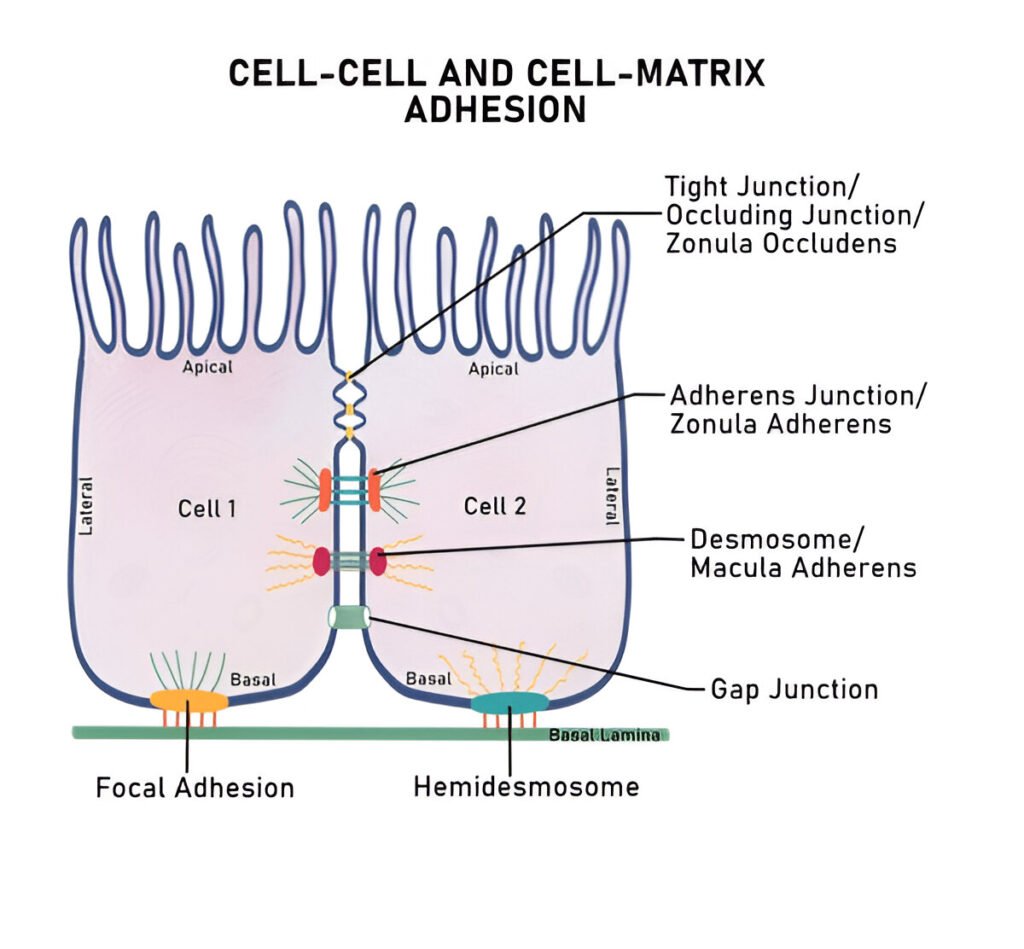 Cell junctions