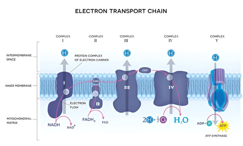 Electron transport chain