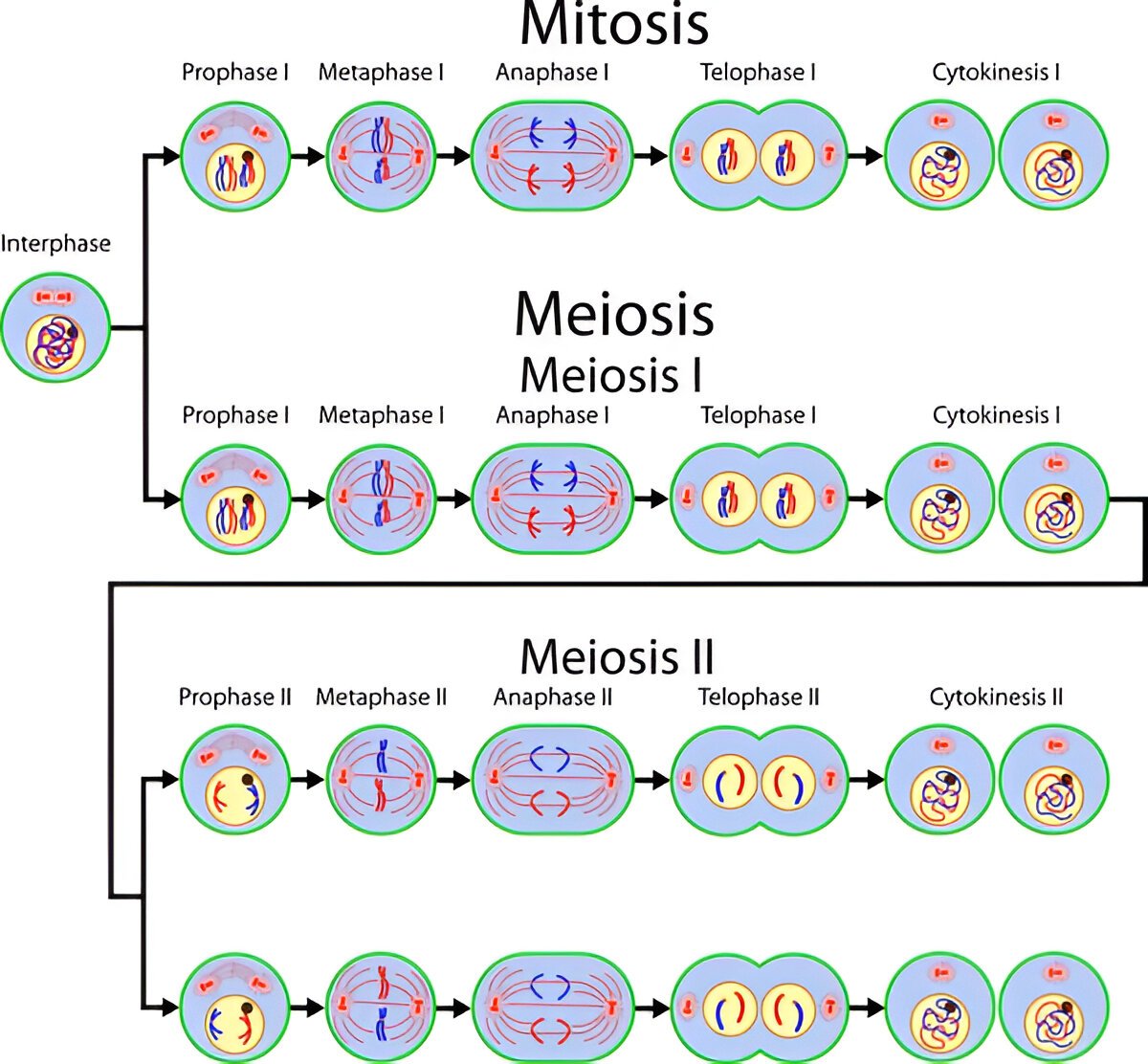 Cell cycle and cell division class 11 notes