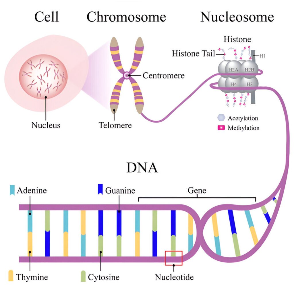 Centromere