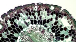 Detailed close-up of a plant stem cross-section showing cellular structure.