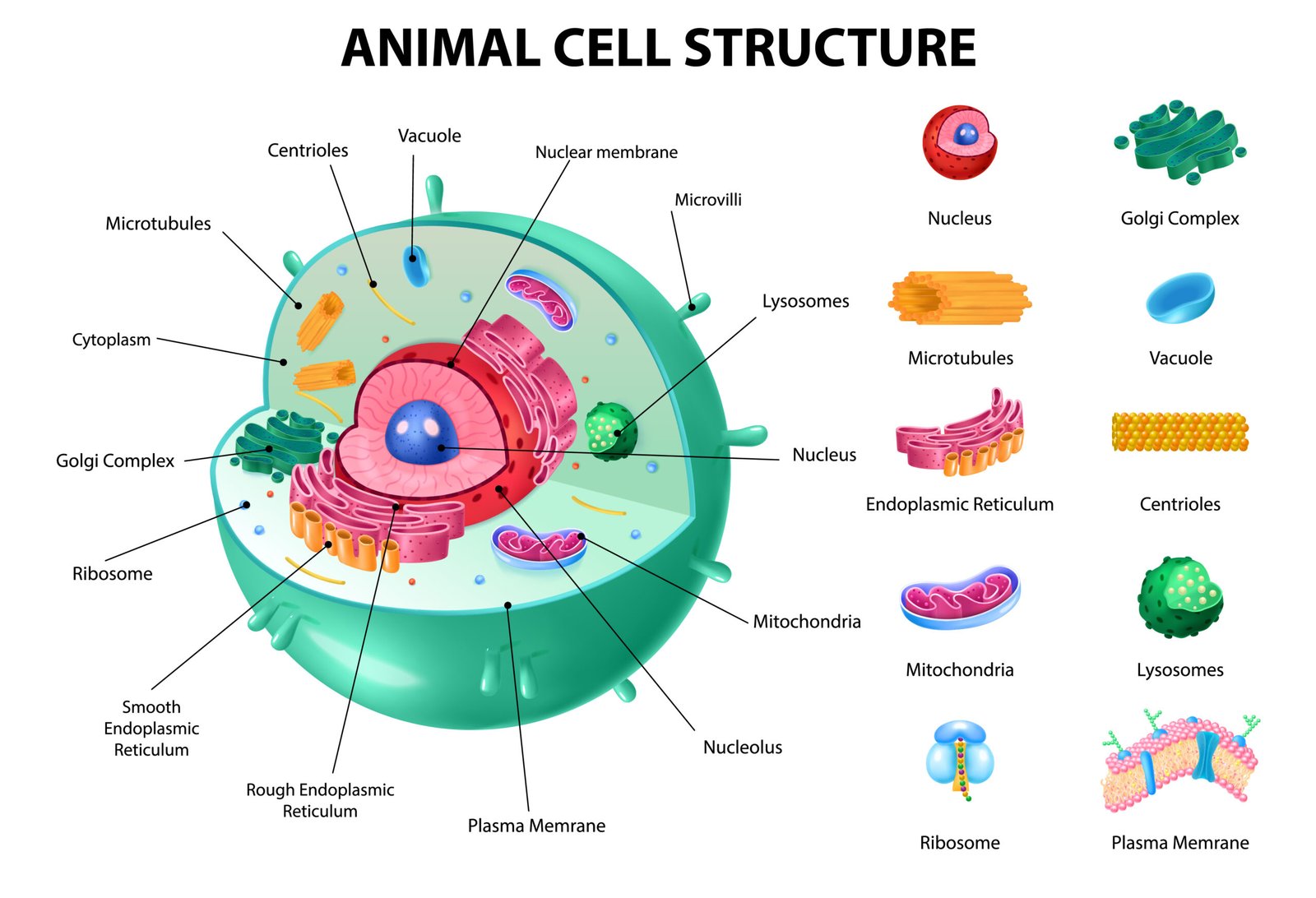 The fundamental unit of life class 9 notes 5 Diagram of animal cell