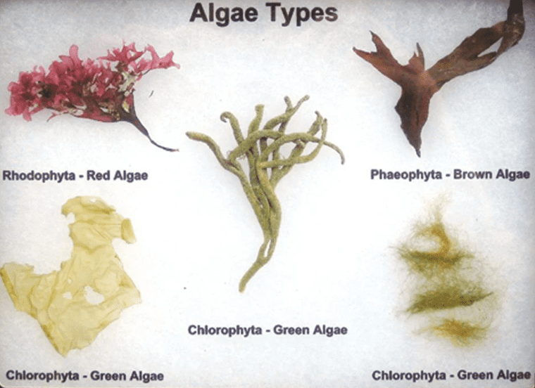 Microorganisms friend and foe notes class 8th 8 Different algal types