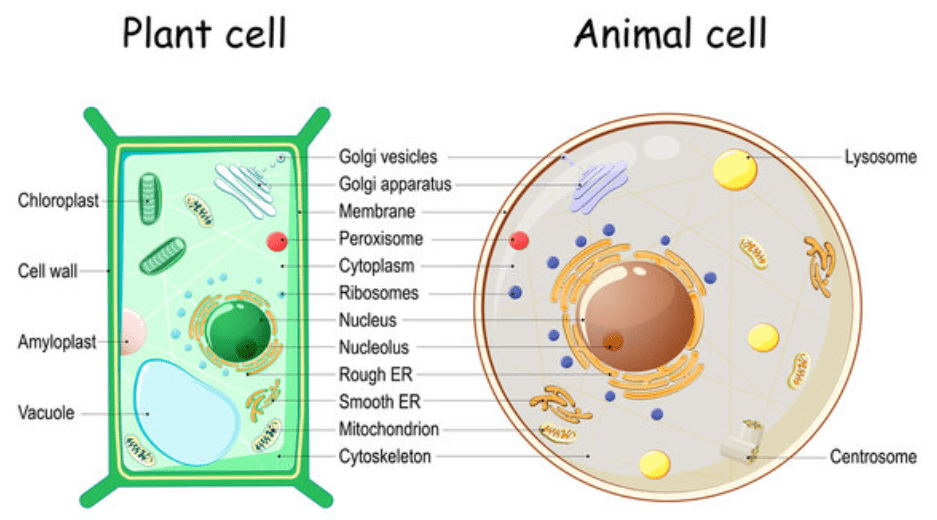 The fundamental unit of life class 9 notes 6 Diagram of plant cell