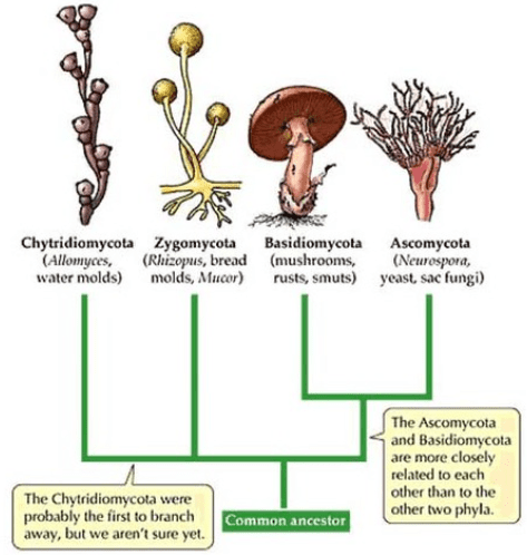 Microorganisms friend and foe notes class 8th 6 Different fungal structures