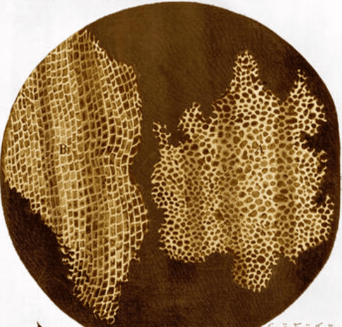 The fundamental unit of life class 9 notes 3 Robert hooke's drawing of cork cells