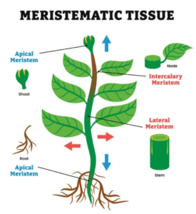 Meristematic tissue