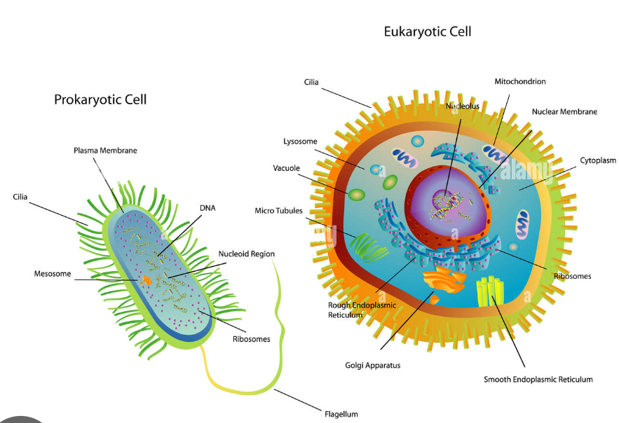The fundamental unit of life class 9 notes 4 Comparison of prokaryotic and eukaryotic cells