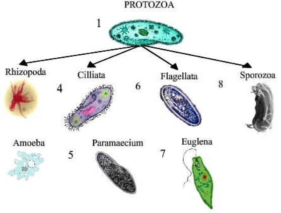 Microorganisms friend and foe notes class 8th 7 Different protozoal cells