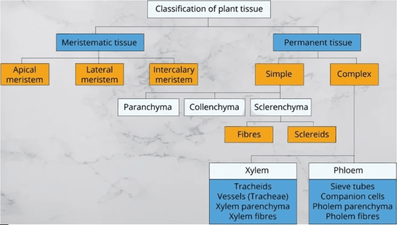 Tissue class 9 notes pdf 3 Simple permanent tissues in plants