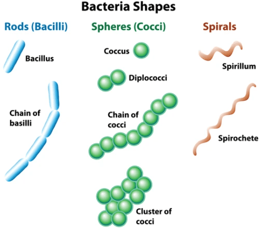 Microorganisms friend and foe notes class 8th 4 Different bacterial cells