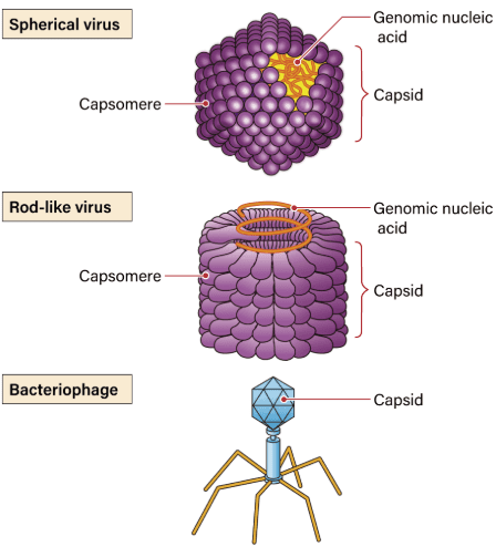 Microorganisms friend and foe notes class 8th 5 Different viral structures