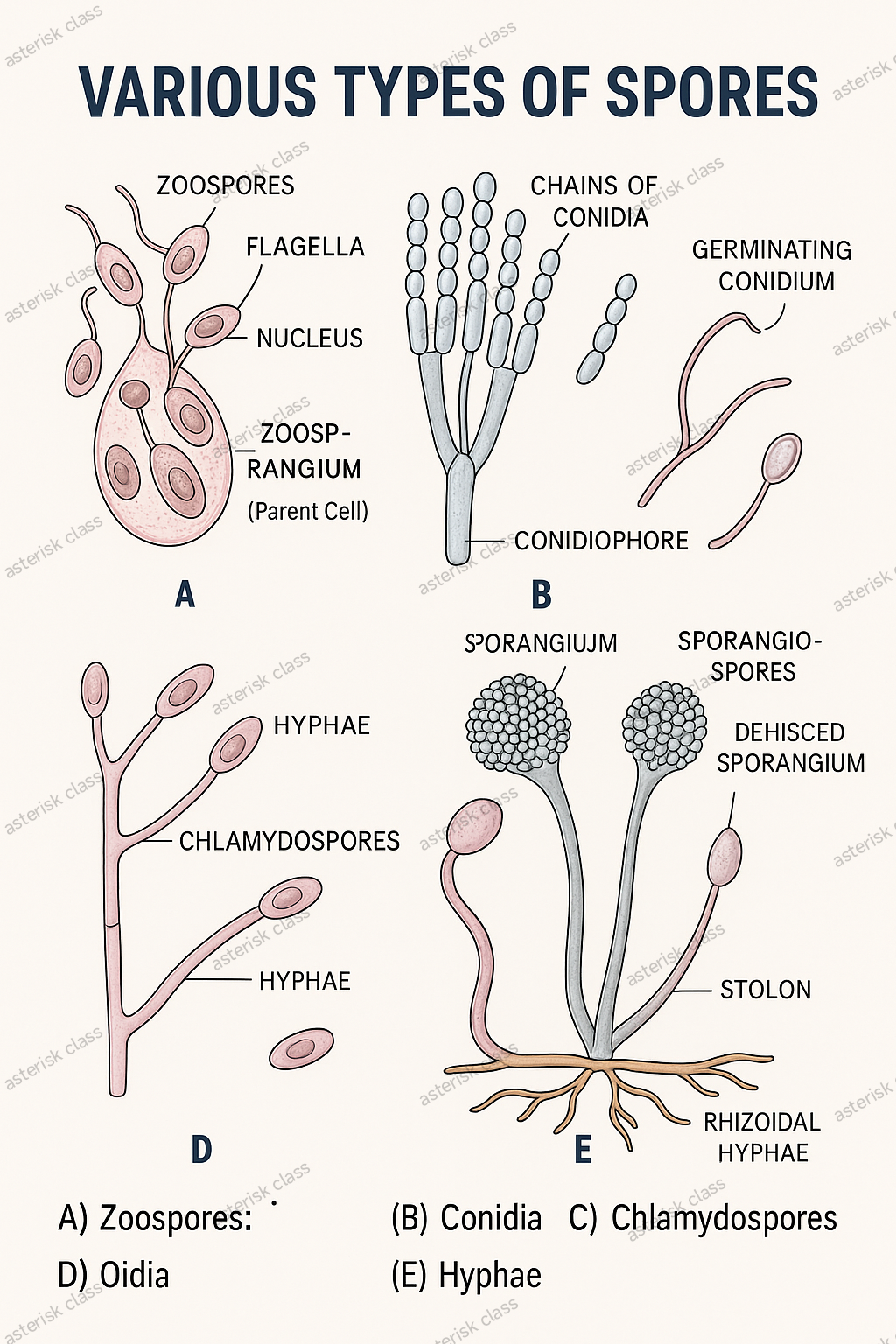 Types of fungal spores