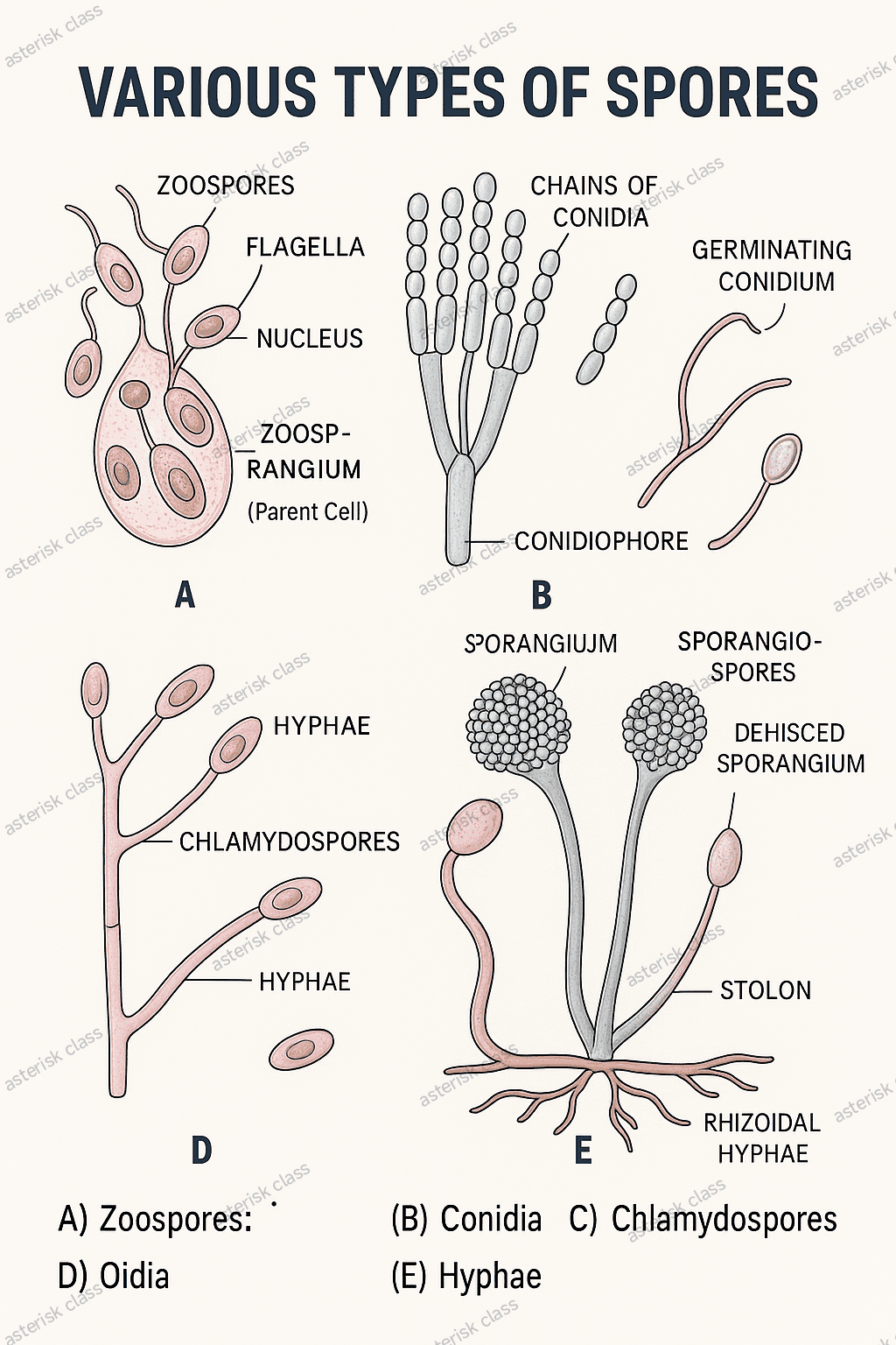 Arthrospores In Fungi Arthrospores In Fungi