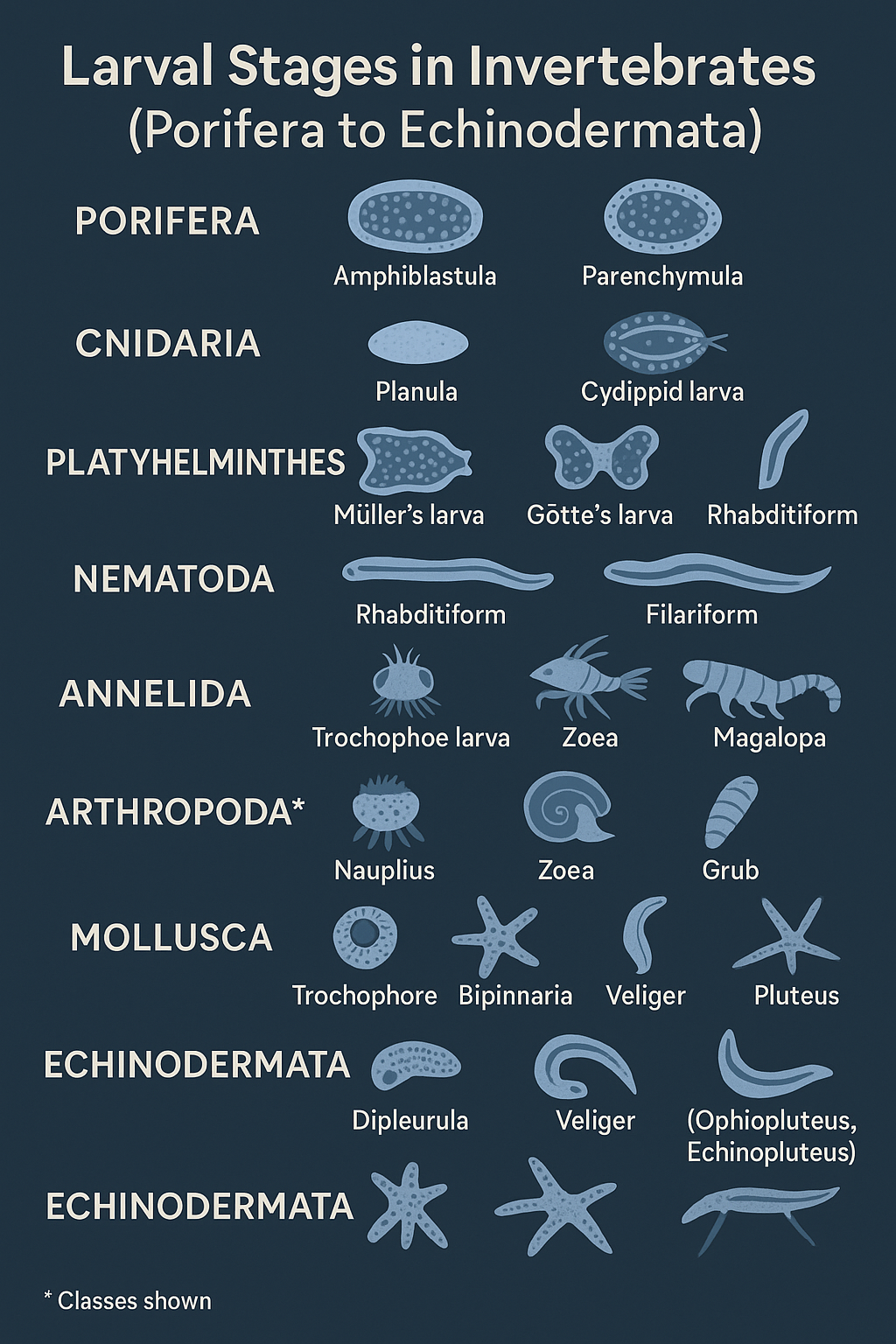 Larval stages in invertebrates with examples 3 Larval stages poster