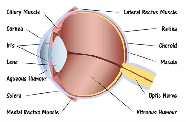 Human eye and colourful world class 10 notes 3 Labeled diagram of human eye cross-section showing cornea, iris, lens, retina