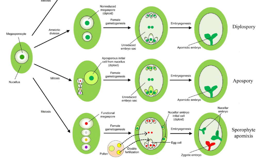 What is Apomixis and What is Its Importance?