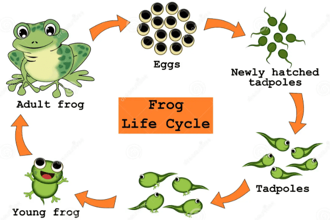 Reproduction in animals class 8 extra questions and answers 4 Double fertilization diagram